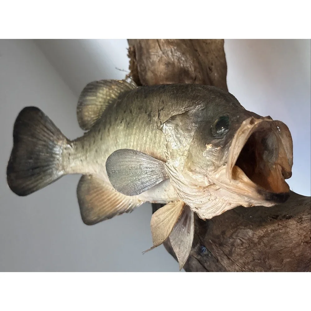 2 Fish Taxidermy Wall Mount on Driftwood (Crappie? Smallmouth Bass? - 14